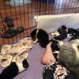 Australian Shepherd Puppies from Azzo Aussies