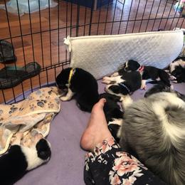 Australian Shepherd Puppies from Azzo Aussies