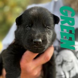 Green - Black male German Shepherd puppy in Lake City, Florida from Saylor Shepherds