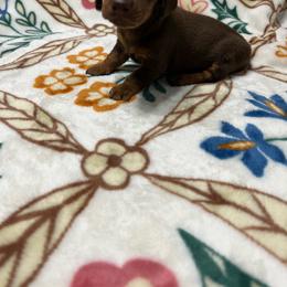KitKat - Chocolate and tan female Dachshund puppy in Milroy, Pennsylvania from Not Your Average Weiner
