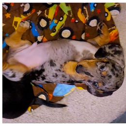 Rover - Dapple Dachshund puppy in Phoenix, Arizona from AZ's Prestigious Minature Dachshunds