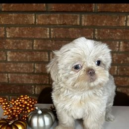 Shih Tzu Puppies from Willow’s Wonderful Shih Tzu