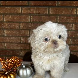 Shih Tzu Puppies from Willow’s Wonderful Shih Tzu