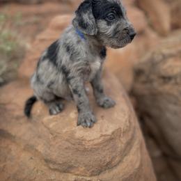 Aussiedoodle and Leopardoodle Puppies from A Puppy Crush