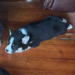 Lainey - Black and tan female Pembroke Welsh Corgi puppy in Guilford, Indiana from Manning Family Farm