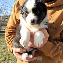 Rooster - Black tri-color male Australian Shepherd puppy in Plain City, Utah from Lost Creek Aussies
