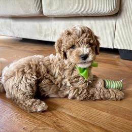Summer Sweet - Apricot male Goldendoodle puppy in Roy, Utah from Doodles are Amazing
