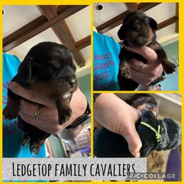 Yellow - Black and tan male Cavalier King Charles Spaniel puppy in Greenleaf, Wisconsin from Ledgetop Family Cavaliers