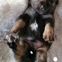 Boy 1 - Dachshund puppy in Homosassa, Florida from Foxies Doxies