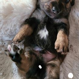 Boy 1 - Dachshund puppy in Homosassa, Florida from Foxies Doxies