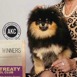 Bacon - Pomeranian