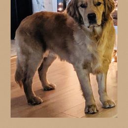 Golden Retriever Puppies from Goldminer Goldens