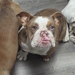Gia - Bulldog