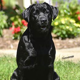 Labrador Retrievers from Chrismill Labradors