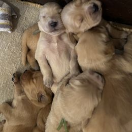 Golden Retriever Puppies from Apple Country Retrievers