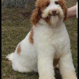 Assorted Doodle Crosses, Bernedoodle, Goldendoodle, and Labradoodle All Grown Up from Erica’s Doodles