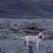 Rose - Dogo Argentino