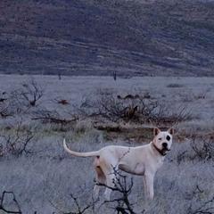 Rose - Dogo Argentino