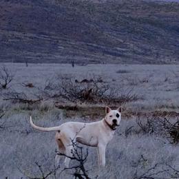 Rose - Dogo Argentino