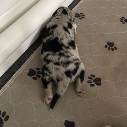 Australian Shepherd Puppies from Criollo Australian Shepherds