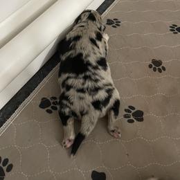 Australian Shepherd Puppies from Criollo Australian Shepherds