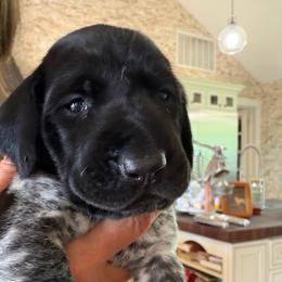 Stormi - Black and white female German Shorthaired Pointer puppy in San Antonio, Texas from Alvarado Farm Kennels, LLC
