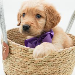 Cola - Dark golden female Golden Retriever puppy in Elmwood Park, Illinois from Goldens&MiniAussiesWithFinesse