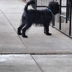 Affenpinscher and Rhodesian Ridgeback Puppies from Tamari Affenpinchers and Oakhurst Rhodesians