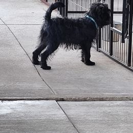 Affenpinscher and Rhodesian Ridgeback Puppies from Tamari Affenpinchers and Oakhurst Rhodesians