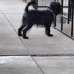 Affenpinscher and Rhodesian Ridgeback Puppies from Tamari Affenpinchers and Oakhurst Rhodesians