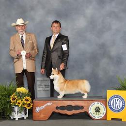 Pembroke Welsh Corgi Puppies from Music City Pembroke Corgis