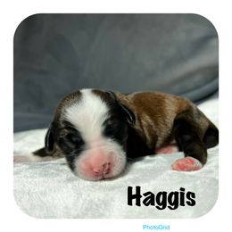 Goldendoodle and Tibetan Terrier Puppies from Dood Ranch Doodles & Kildare Tibetan Terriers