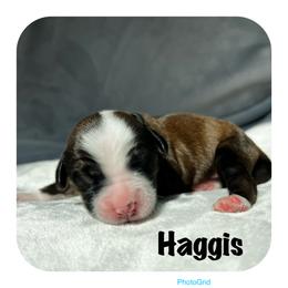 Goldendoodle and Tibetan Terrier Puppies from Dood Ranch Doodles & Kildare Tibetan Terriers