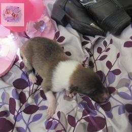 Melody - Sable and white female Collie puppy in Morocco, Indiana from Collegiate Bassets and Rheign Collies
