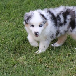 Miniature Australian Shepherd Puppies from Ridgestar Aussies