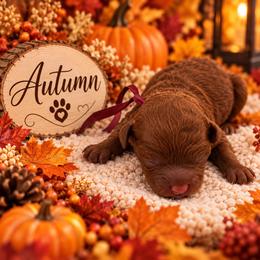 Autumn - Red  female Poodle puppy in Southampton, New Jersey from Lavishly Loved Pets LLC