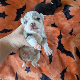 Lushie - Merle male Chihuahua puppy in Amity, Pennsylvania from Baxters Chihuahuas