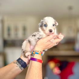Romeo - Blue merle male Australian Shepherd puppy in Williston, Florida from Over The Rainbow Aussies