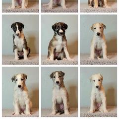 Borzoi Puppies from Rezance Borzoi