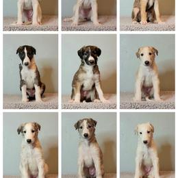 Borzoi Puppies from Rezance Borzoi