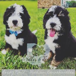 Dachshund, Goldendoodle, and Sheepadoodle Puppies from Doodles & Doxies