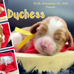 Duchess - Blenheim female Cavalier King Charles Spaniel puppy in El Dorado Springs, Missouri from Cavish's Missouri Cavaliers, Cavapoos, and Miniature Poodles