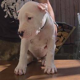 Boy 1 - White male Dogo Argentino puppy in Morgan Hill, Pennsylvania from De la Fuerza De Dios
