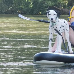 Boy 2 - Dalmatian puppy from Developing Spots