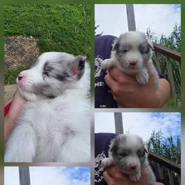 Boy 3 - White blue merle male Shetland Sheepdog puppy in Greenfield, Ohio from KJAV Shetland Sheepdogs