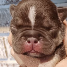 Girl 3 - Tricolors French Bulldog puppy in Kansas from Peace Love frenchies