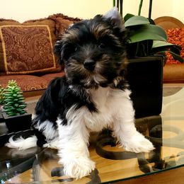 Yorkshire Terrier Puppies from Pixieland Yorkshire Terriers