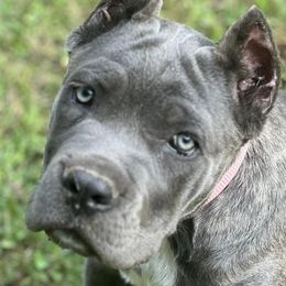 Cane Corso from Montanaro Cane Corsos