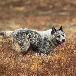 Australian Cattle Dogs and Australian Shepherds from Diamond B Kennels