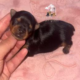 Grace - Black and tan female Yorkshire Terrier puppy in Riverside, California from Heaven_sent_toy_yorkies